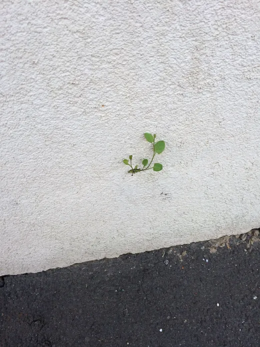 Auf einer Fassade erblüht eine neue Pflanze