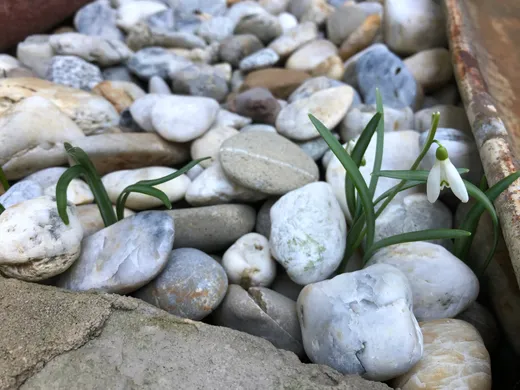 Eine Tulpe